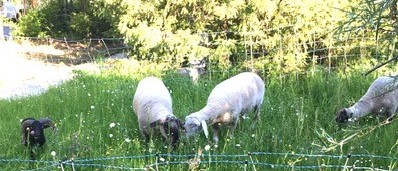 Aktion Klimaschutz zum Mitmachen