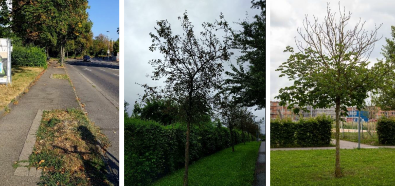 Antrag „Begrünung und Klimafolgenanpassung“