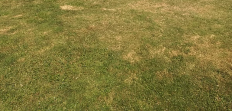 Neujahrsputzeten der Grünen